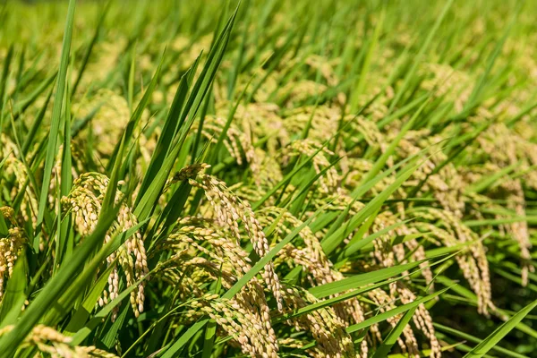 Plantação de arroz paddy — Fotografia de Stock