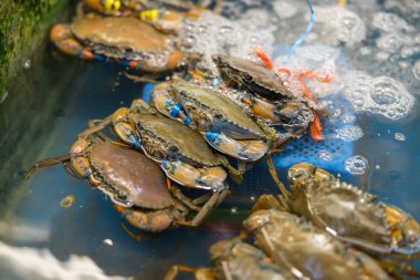 Taze canlı yeşil yengeç pazarda satışta.