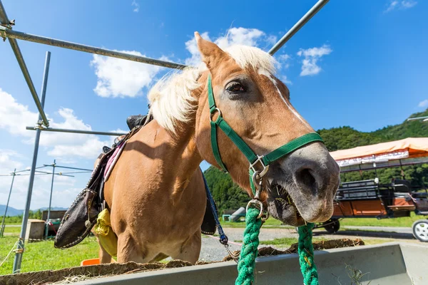 Кормление лошадей у кормушки на ферме — стоковое фото