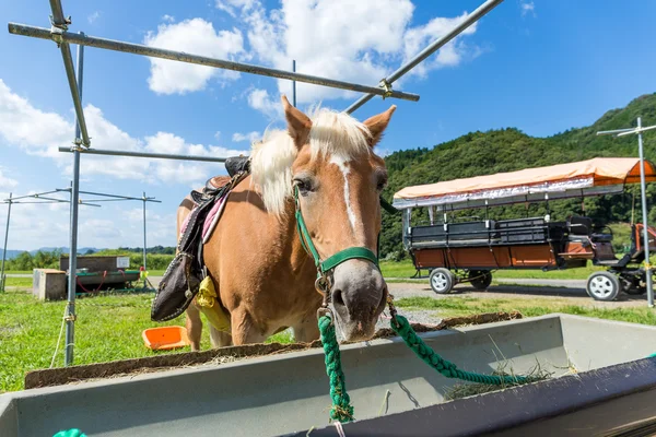 Cavallo in fattoria mangiare erba — Foto Stock