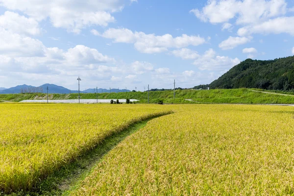 Campo de arroz paddy dourado — Fotografia de Stock