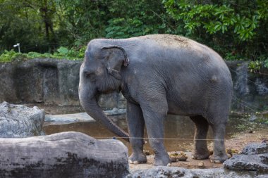 Büyük fil hayvanat bahçesi parkında huzur içinde duruyor.