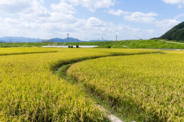 Altın çeltik pirinç alan