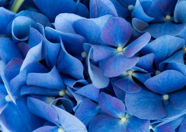 Mavi Hydrangea macrophylla çiçekler