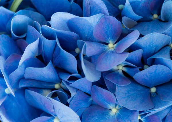 Flores de Hydrangea macrophylla azul — Fotografia de Stock