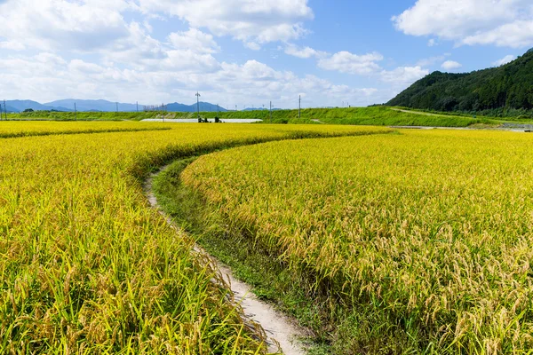 Campo de arroz paddy dourado — Fotografia de Stock