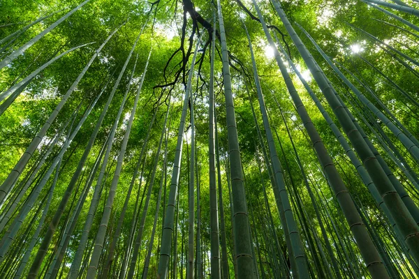 Green lush bamboo forest — Stock Photo, Image