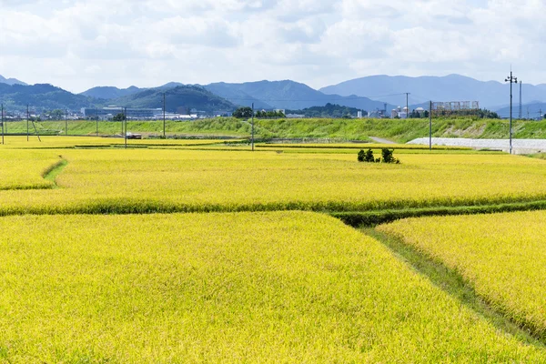 Altın çeltik pirinç alan — Stok fotoğraf