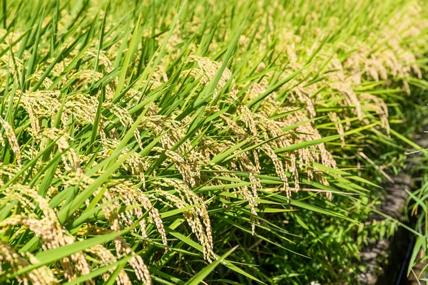 Neloupaná rýže plantáž — Stock fotografie