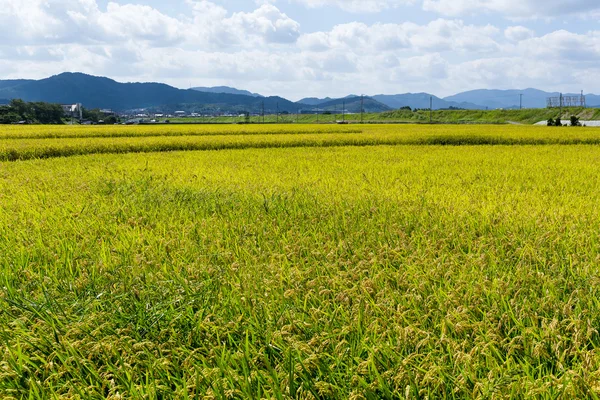 Goldenes Reisfeld — Stockfoto