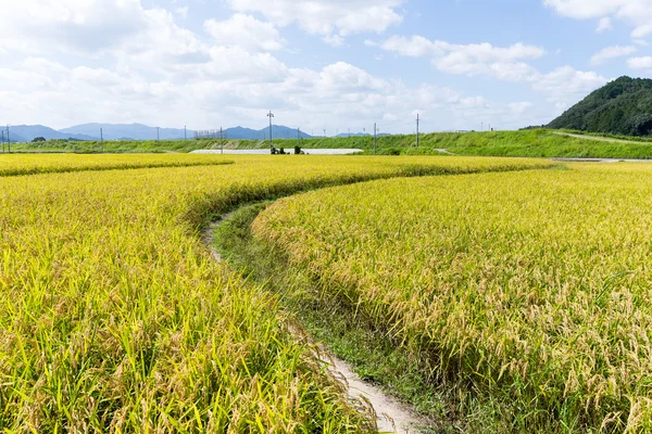 Campo de arroz con arroz dorado —  Fotos de Stock
