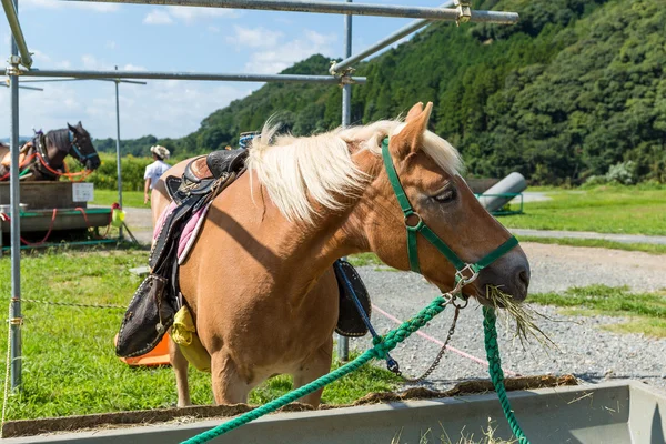 Alimentation du cheval avec du foin — Photo