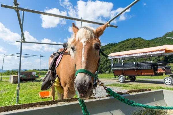 Cavallo durante l'alimentazione in azienda — Foto Stock