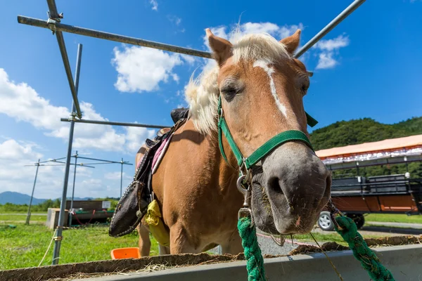 Horses feeding on hay — Stock Photo, Image