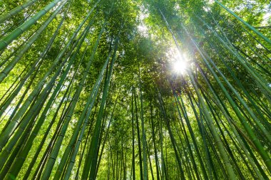 Yeşil yemyeşil bambu ormanı