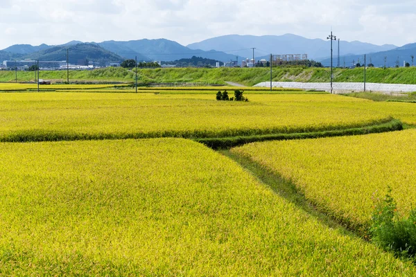 Campo de arroz paddy dourado — Fotografia de Stock