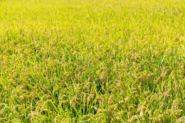 Plantación de arroz con cáscara — Foto de Stock