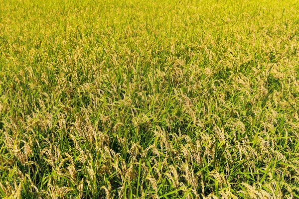 Vendemmia autunnale nel campo di riso — Foto Stock