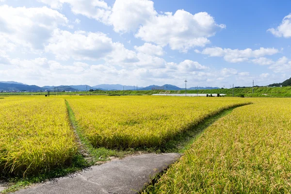 水稻稻草甸之间的行走路径 — 图库照片
