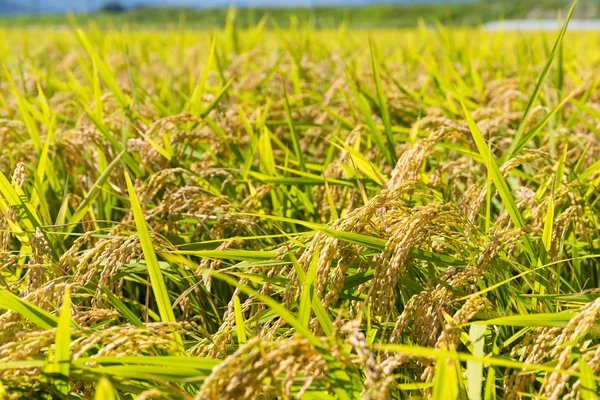 Rijst veld weide close-up — Stockfoto