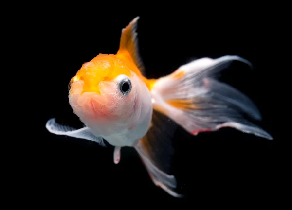아름 다운 황금 물고기의 클로즈업 — 스톡 사진