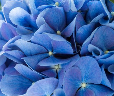 Mavi Hydrangea macrophylla çiçekler