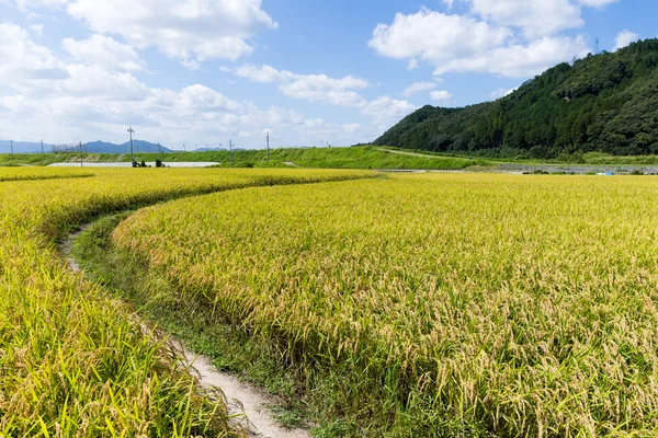 Paddy rice field — Stock Photo, Image