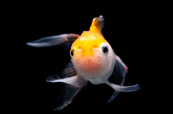 Detail krásných zlatých ryb — Stock fotografie
