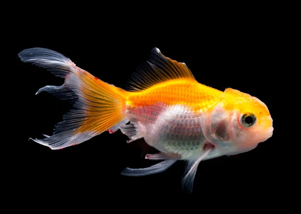 Крупним планом красива золота рибка — стокове фото