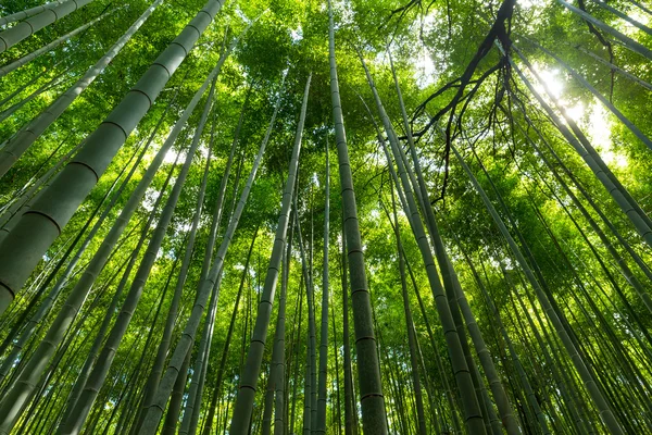 Gröna lummiga bambuskog — Stockfoto