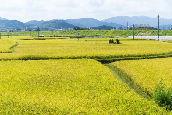 Pola ryżu niełuskanego złoty — Zdjęcie stockowe