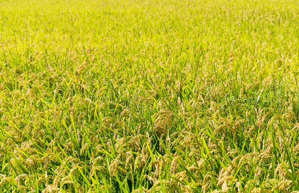 Plantação de arroz paddy — Fotografia de Stock