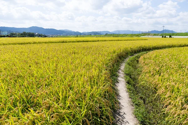 Campo de arroz paddy — Fotografia de Stock