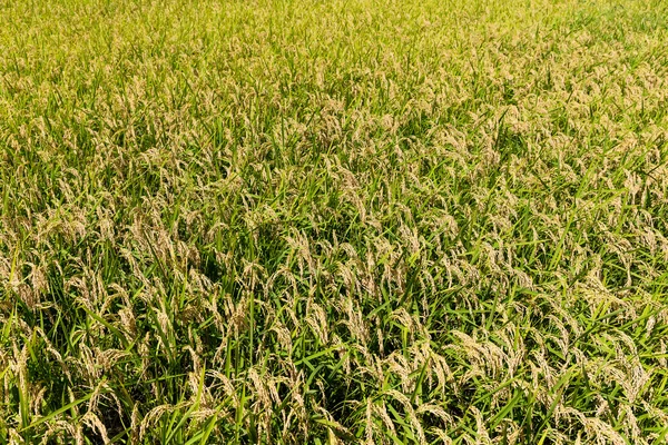 Plantación de arroz con cáscara — Foto de Stock