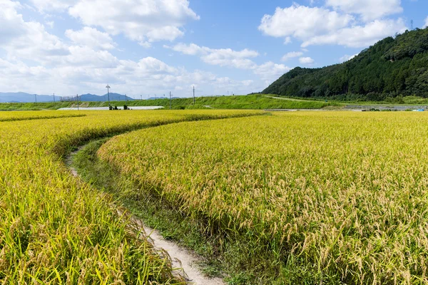 Gouden rijst Sawa — Stockfoto