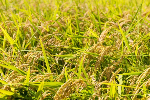 Plantas de arroz em campo — Fotografia de Stock