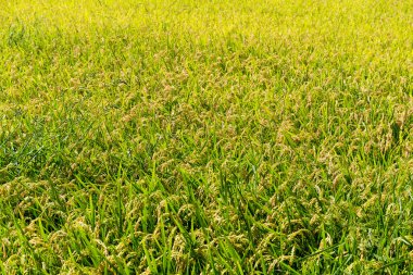 Çeltik pirinç ekimi