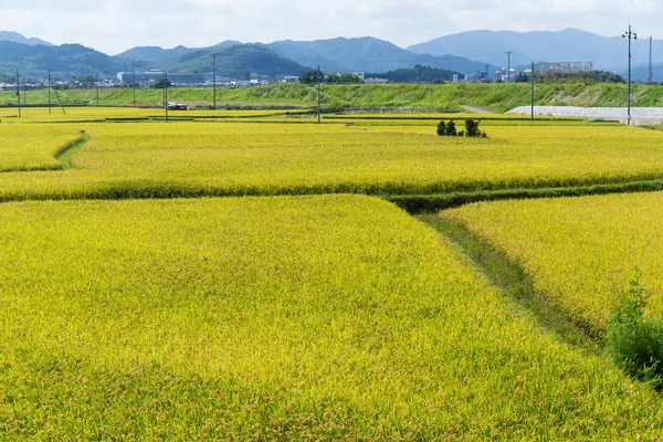 稻田香米农场 — 图库照片