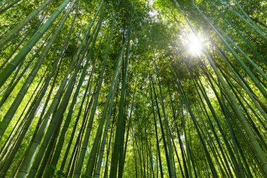 Yeşil yemyeşil bambu ormanı