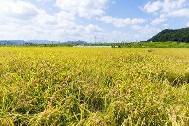 Paddy pirinç tarlası