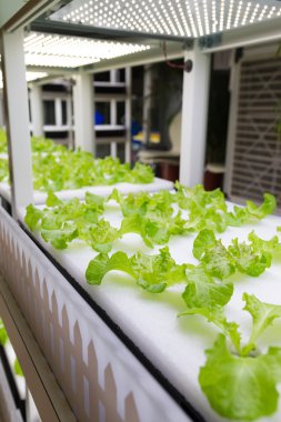 içinde Hydroponic sistemi ekili bitkiler