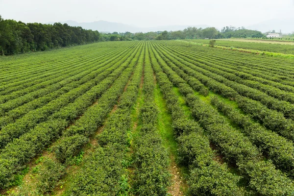 Teeplantage in Tai Tung — Stockfoto