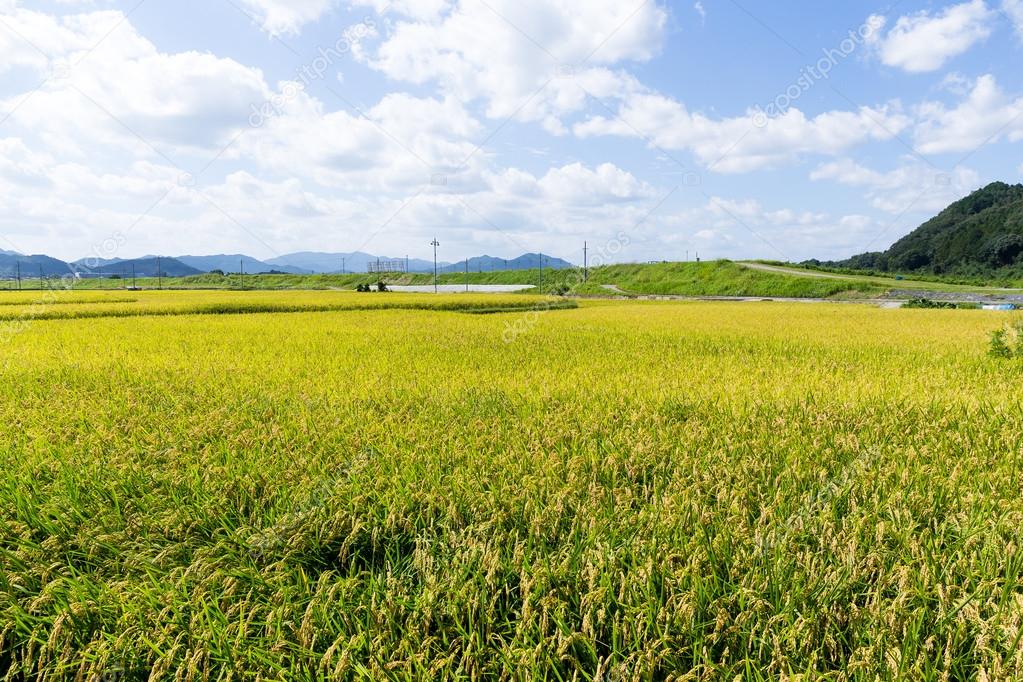 Paddy rice field 