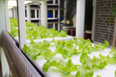 içinde Hydroponic sistemi ekili bitkiler