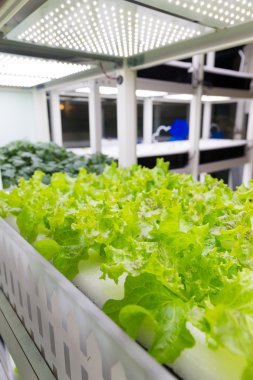 içinde Hydroponic sistemi ekili bitkiler