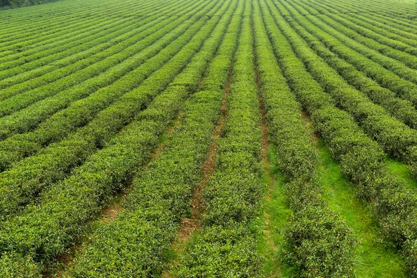 Plantación de té en Tai Tung — Foto de Stock