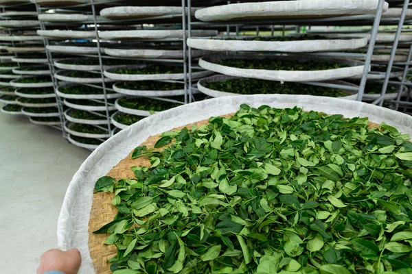 Processing of fermentation for tea — Stock Photo, Image