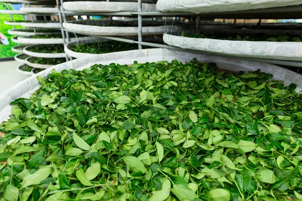 Procesamiento de la fermentación para té — Foto de Stock