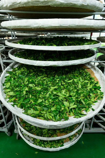 Procesamiento de la fermentación para té — Foto de Stock