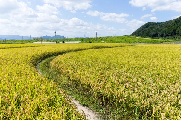 Gouden rijst Sawa — Stockfoto